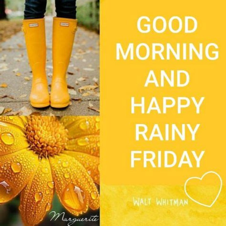 Embracing The Charm Of A Good Morning Happy Friday Rainy Day
