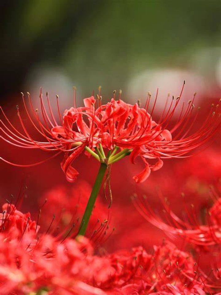 Red Spider Lily (Lycoris) Facts, Meaning and Symbolism A to Z Flowers
