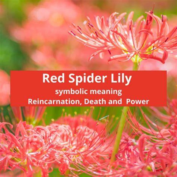 Spider Lily Flower Meaning and Symbolism All Rose Color Meanings