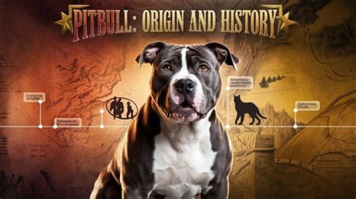 Where Is Pitbull Originally From? The Origins Of Mr. Worldwide